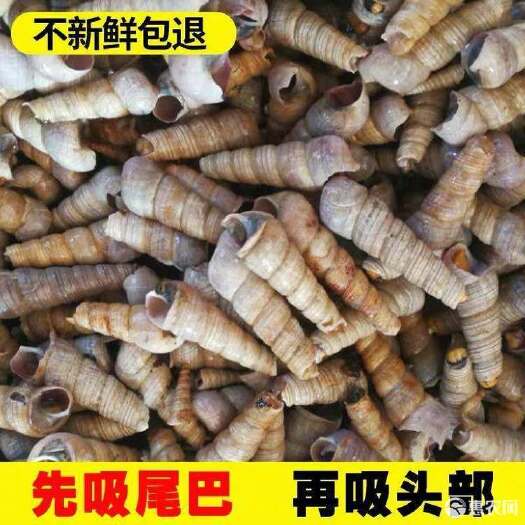 连云港海水螺鲜活去尾钉螺尖螺海螺丝新鲜长尾海螺海锥泥螺香螺花螺钉螺