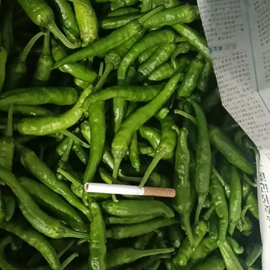 长沙新苗辣椒