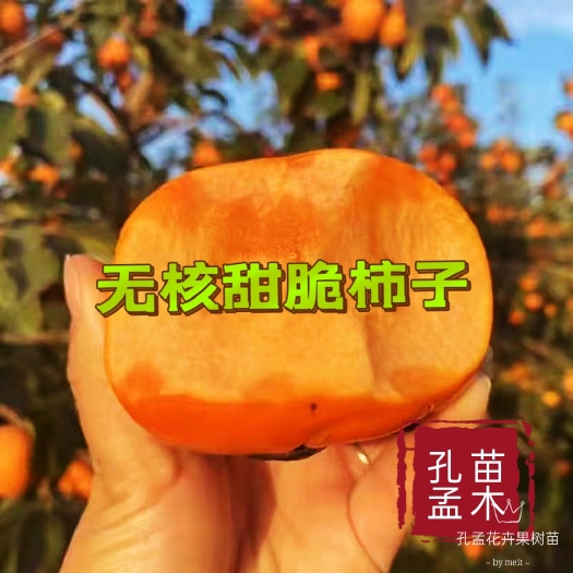平邑县优质嫁接甜脆柿子树苗摘下即可食用保证质量可签约