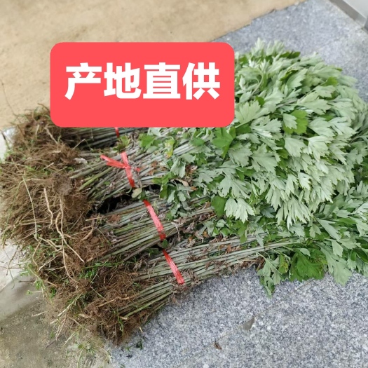 蕲春县蕲艾