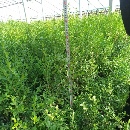 沂水县黄杨 30-70公分都有