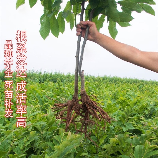 平邑县大红袍板栗苗 迁西板栗 油栗 品种齐全南北方均可种植当年结果