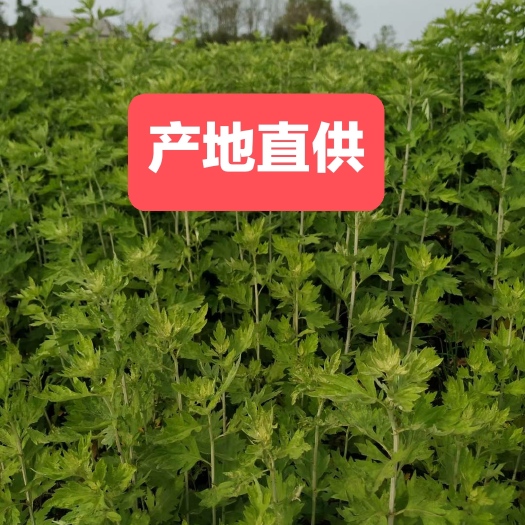 蕲春县蕲艾苗艾草苗