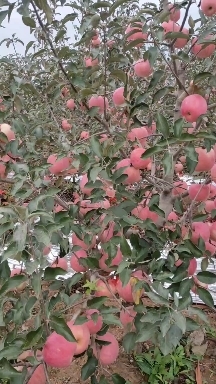 绥中县寒富苹果