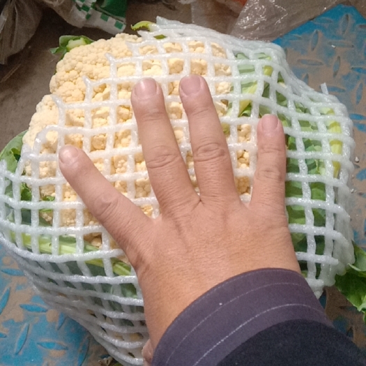 通许县白面青梗菜花2到3斤，产地直供，当天摘当天发，全国供货