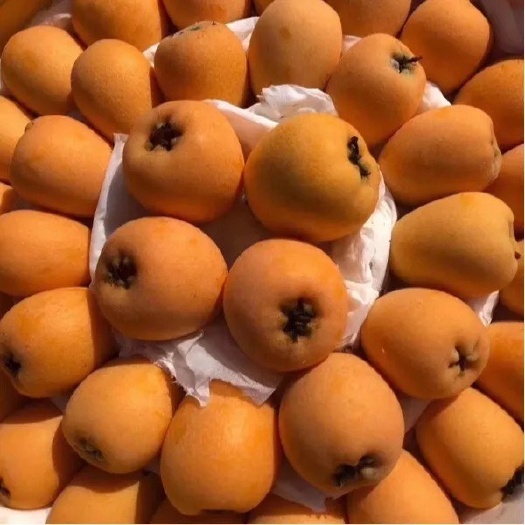 蒙自市云南蒙自枇杷开始上市 味甜品质高 需要的老板联系 专业代办