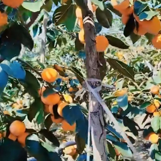 大荔县大荔水晶朱柿