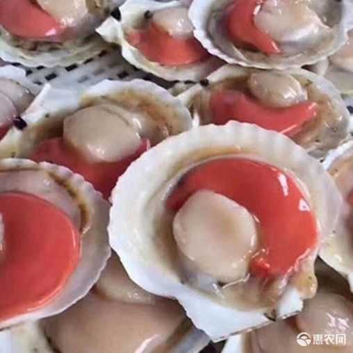 虾夷扇贝鲜活现开半壳超大扇贝肉带黄带壳贝类烧烤食材