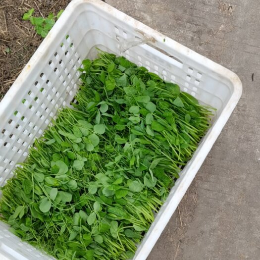眉山豌豆尖
