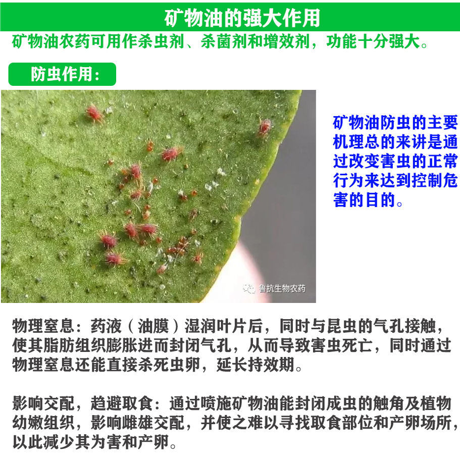 99%礦物油柑橘紅蜘蛛介殼蟲粉虱果樹清園劑農(nóng)藥殺螨殺蟲劑魯抗