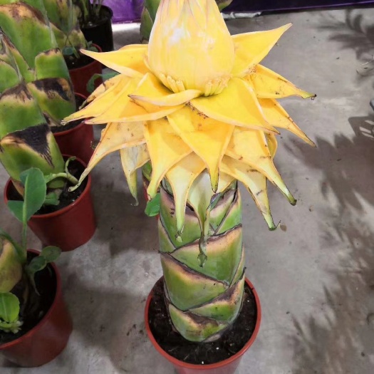 金莲花