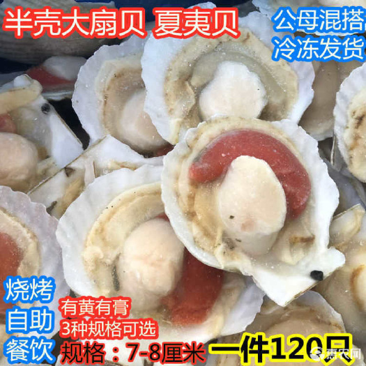 连云港虾夷扇贝鲜活现开半壳超大扇贝肉带黄带壳贝类烧烤食材