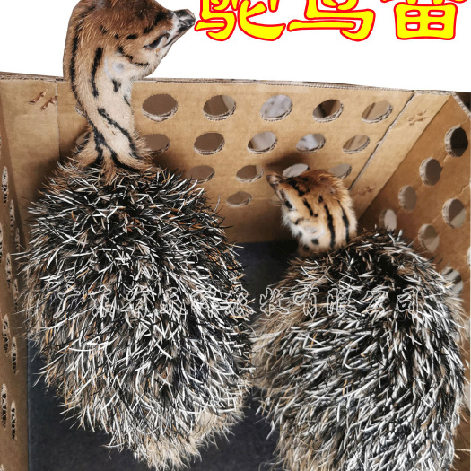 广州驼鸟苗 非洲驼鸟苗