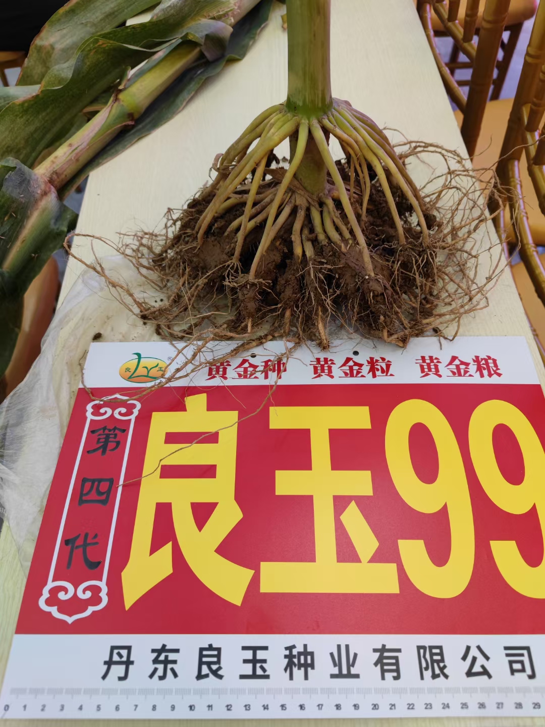 抗虫版良玉99玉米种子 丹东良玉99