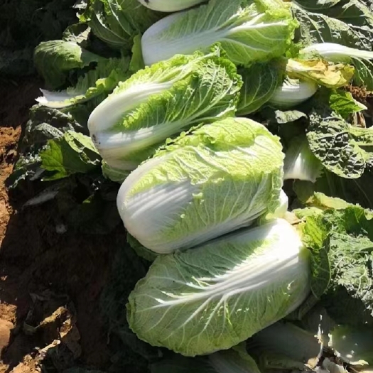 肥城市黄心大白菜  山东肥城黄心菜大量供应