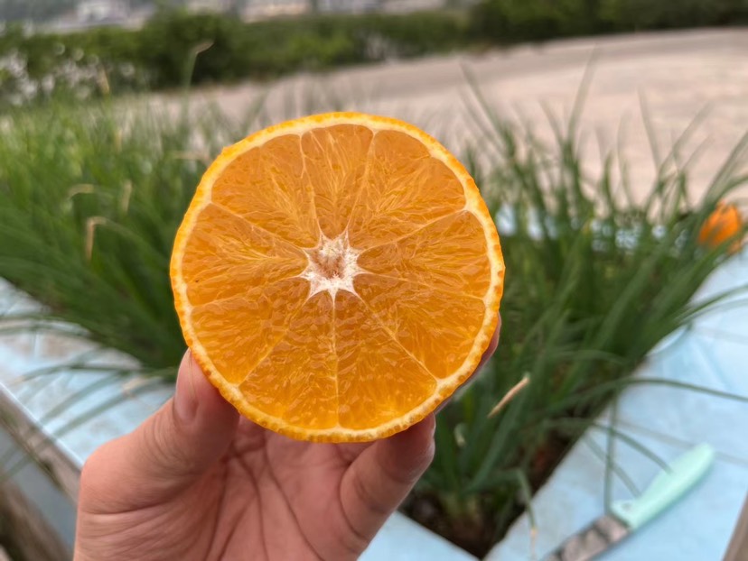 周至縣愛媛38號果凍橙 一件代發 接社區團購 微商