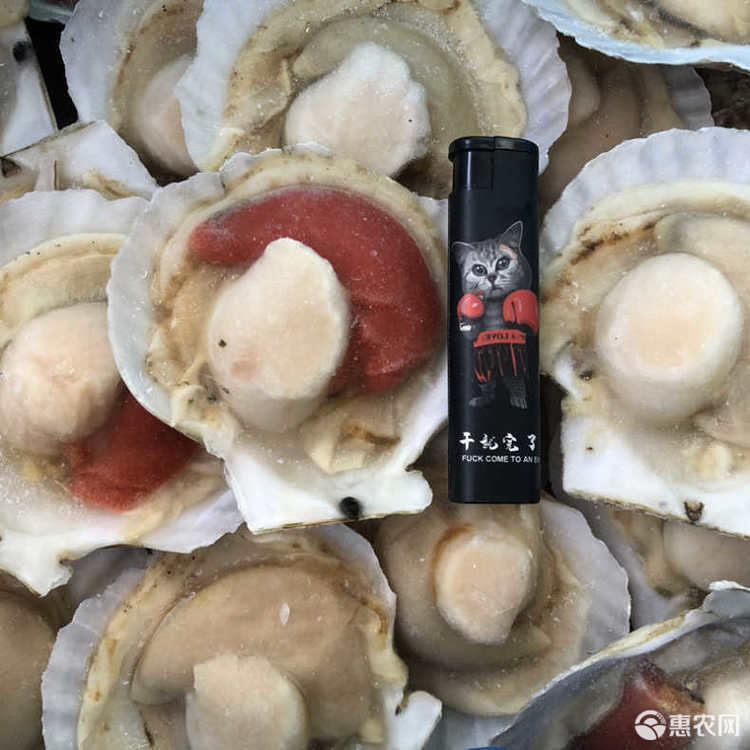 虾夷扇贝鲜活现开半壳超大扇贝肉带黄带壳贝类烧烤食材