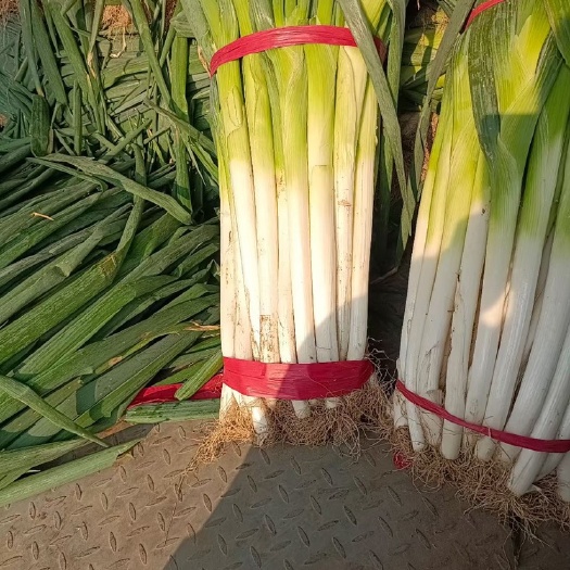 洪洞县长白大葱，白节35，分叉45，品质保障，价格便宜。