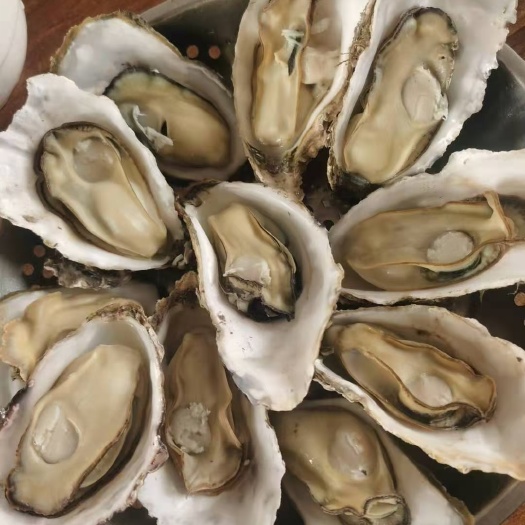 长海县长牡蛎 【大连净化生蚝】机器净化，大连生蚝，庄河生蚝