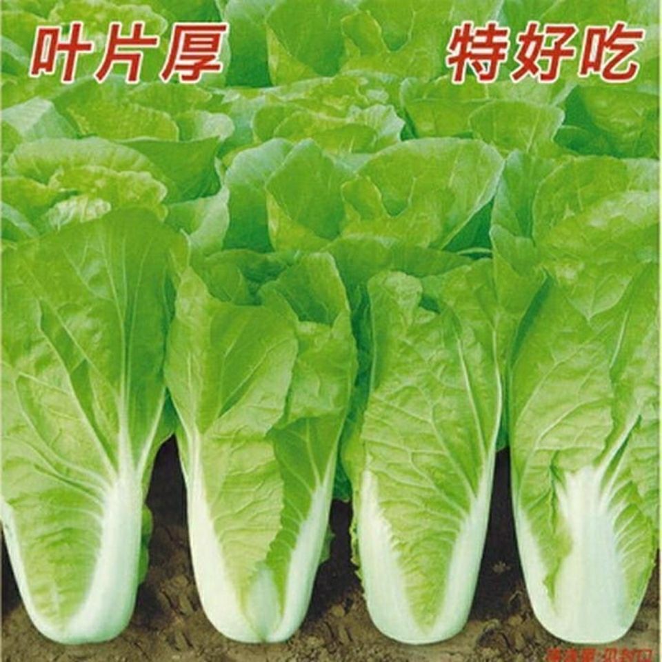 原裝快菜種子20天四季速生大小白菜雜交種籽耐熱耐濕四季蔬菜種