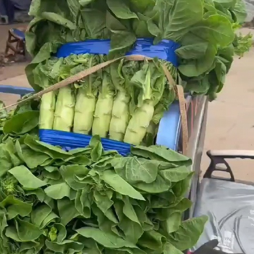 【推荐】圆叶三青莴笋红叶莴笋大量上市中，一手货源，产地直发。