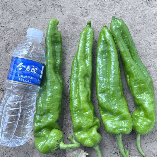 夏邑县万亩辣椒夏邑县产地基地直销量大优惠质量有保证价格优惠
