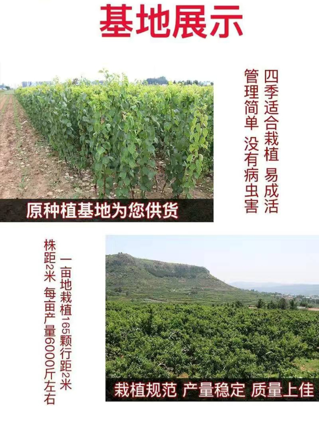 金太阳杏树苗 嫁接果树苗 基地直销 现挖现发