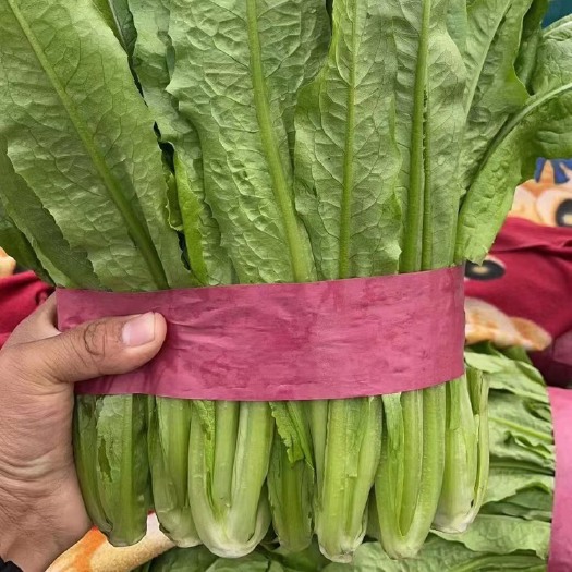邯郸河北邯郸精品油麦菜大量上市中……