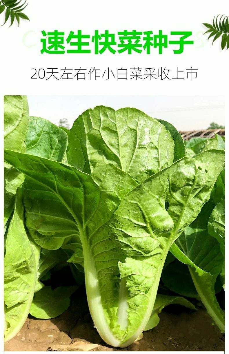 原裝快菜種子20天四季速生大小白菜雜交種籽耐熱耐濕四季蔬菜種
