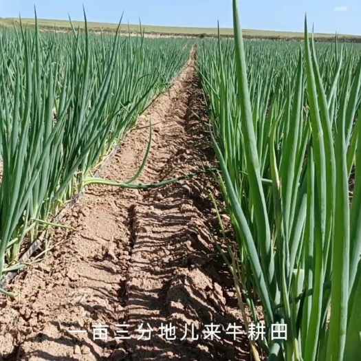 阿旗章丘大葱