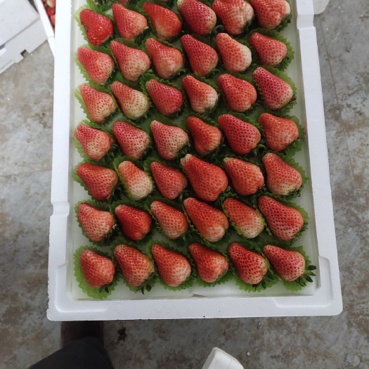 徐州奶油草莓大量上市 包装齐全 货源充足现摘现发，对接全国客商。