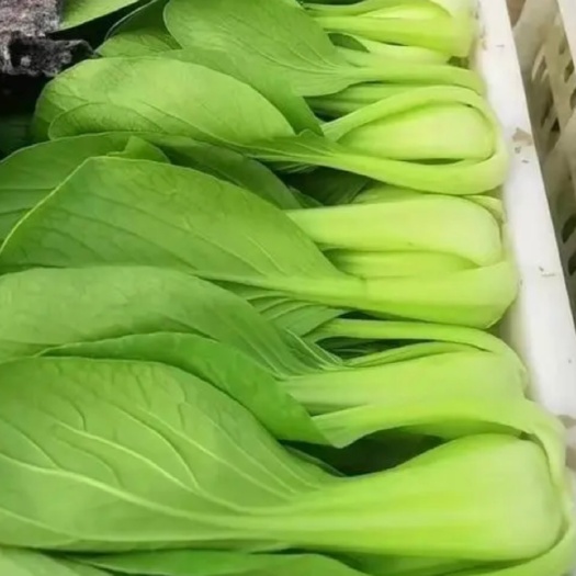 曹县精品上海青