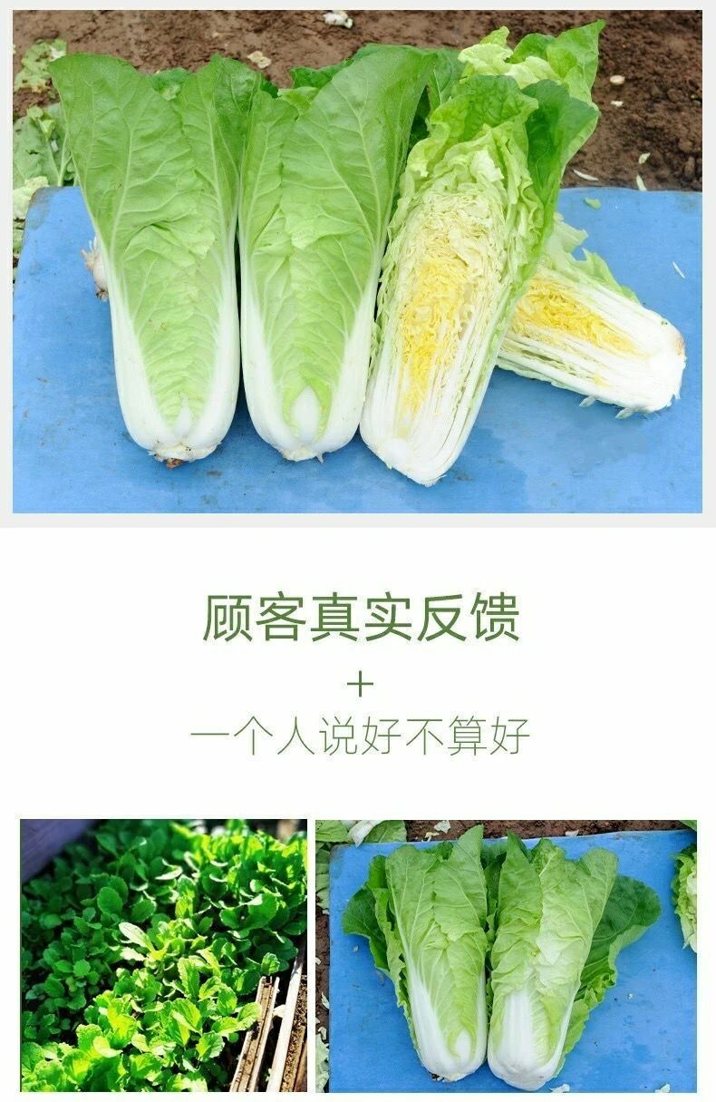 原裝快菜種子20天四季速生大小白菜雜交種籽耐熱耐濕四季蔬菜種