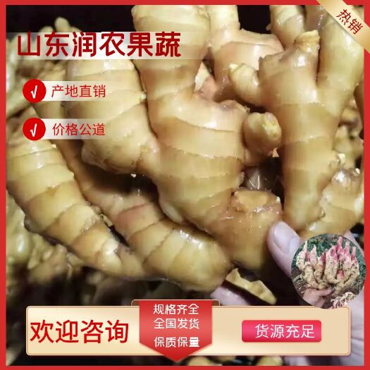 沂水县姜代收、代存优质大黄姜电商货商超货，各种规格，各种质量