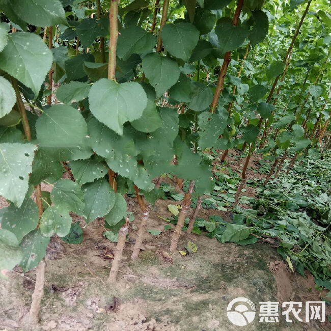 金太阳杏树苗 嫁接果树苗 基地直销 现挖现发