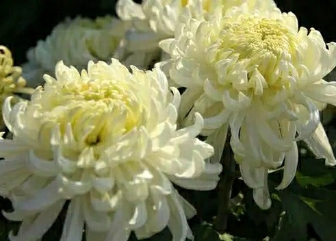 修水县新菊花上市，白菊，金丝皇菊都有，欢迎来电