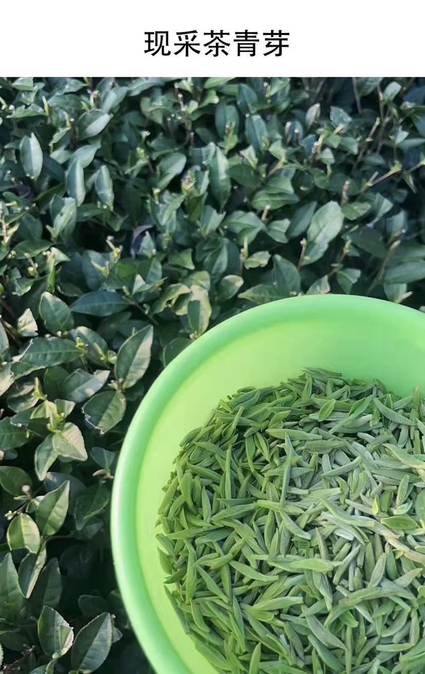 福鼎白毫银针让舌尖带您去趟福鼎茶山！可带发礼盒包装一斤起批发