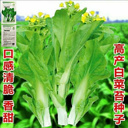 白菜苔种籽早熟香甜早白菜苔菜种农家阳台庭院四季种植青菜种子籽