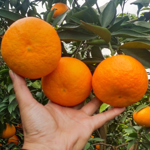 四川爱媛果冻橙大量上市中，应有尽有！