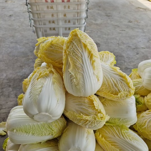 宜城市精品黄心娃娃菜，大娃娃菜小娃娃菜，毛菜、净菜精包，冷库加工