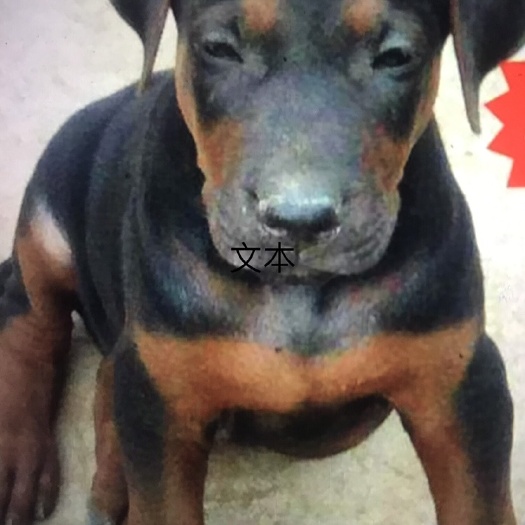 宿州牧羊犬  苏联红。大型犬种！勇敢无畏！忠诚护主！