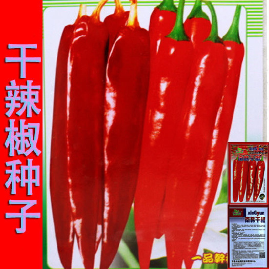 邵东市干辣椒种子 南韩干椒种子适合加工干制益都红干鲜两用辣椒种子