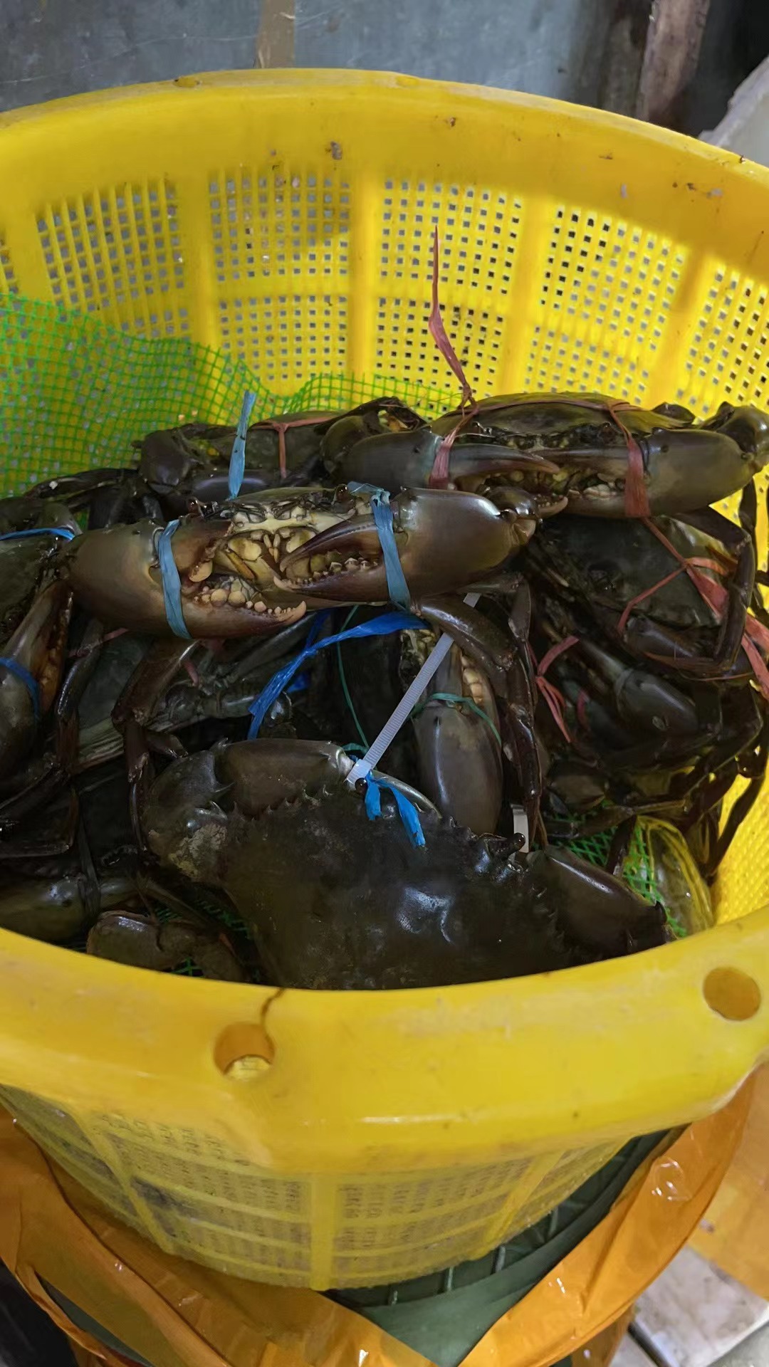 广州生猛鲜活青蟹，羔蟹，肉蟹，一手货源批发直销