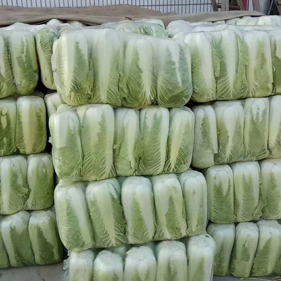 肥城市北京新三号白菜 4~5-7斤 净菜大量供应可供应超市批发市场
