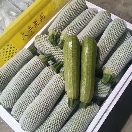 邯郸河北邯郸精品西葫芦有大量现货