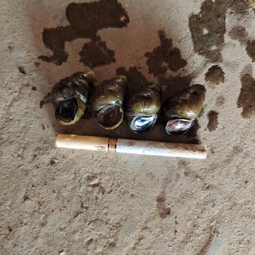 武穴市湖北原产地1.7以上带炮头薄壳淡水螺