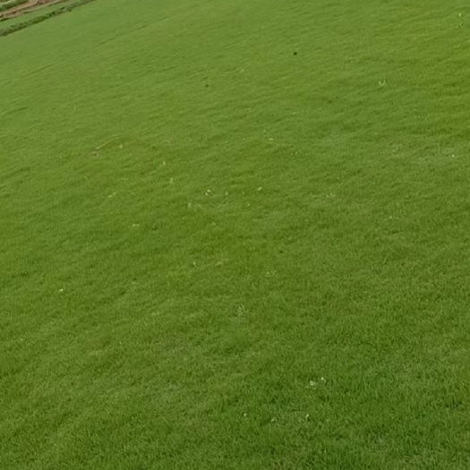 衡南县马尼拉精品草卷