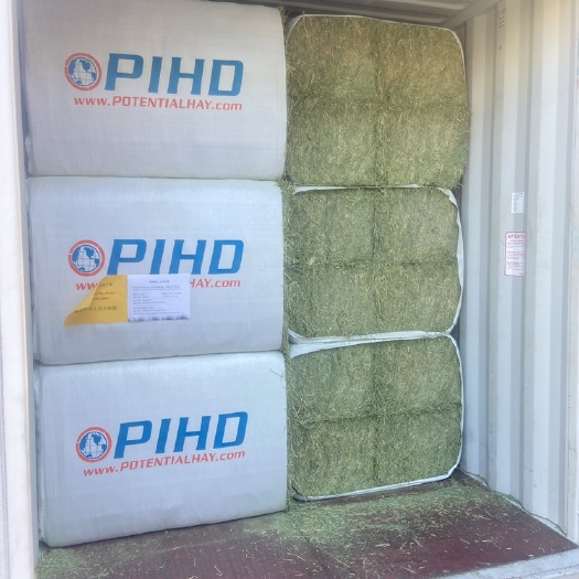 天津PIHD美国苜蓿草，优级蛋白20，RFV175
