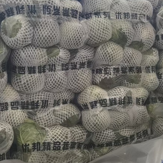 东莞市包菜