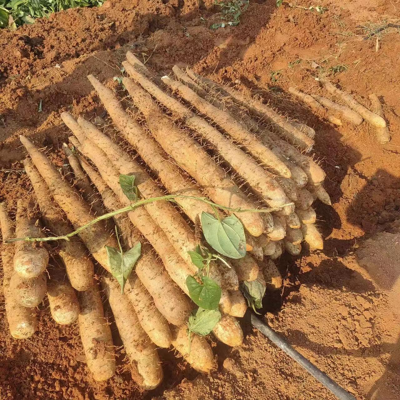 《精选》精品山药，淮山，黑鬼白鬼大量有货，